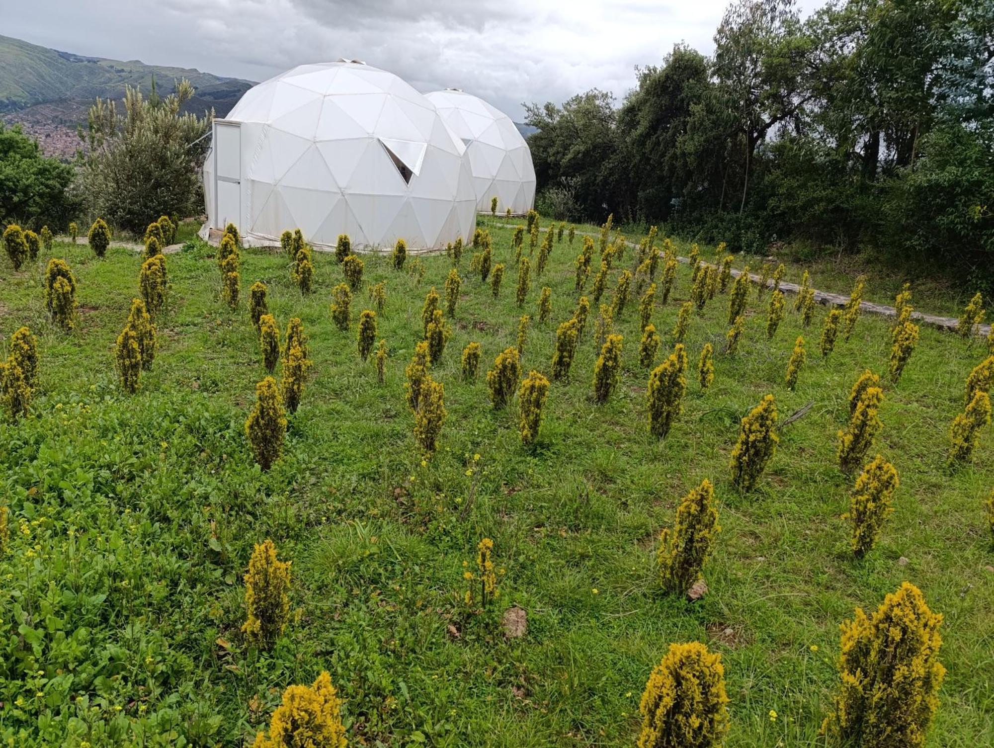 Domos Glamping & Nature 2 * Cuzco
